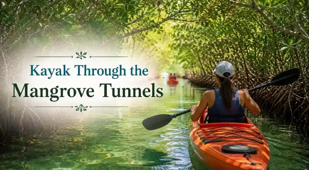 Kayak Through the Mangrove Tunnels