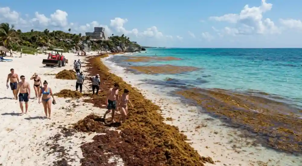 Tulum Seaweed and Sargassum Season