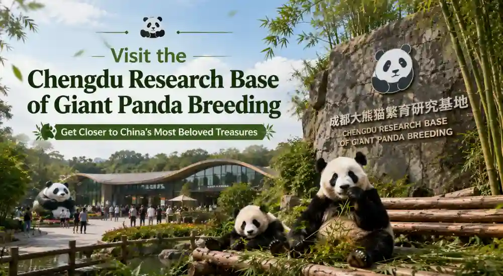 Visit the Chengdu Research Base of Giant Panda Breeding