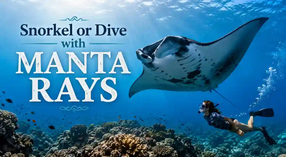 Snorkel or Dive with Manta Rays