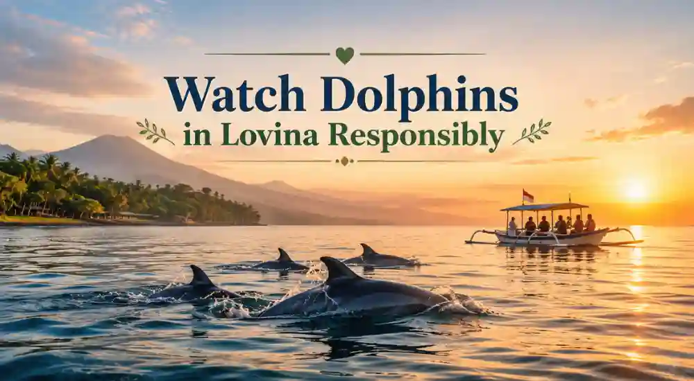 Watch Dolphins in Lovina Responsibly