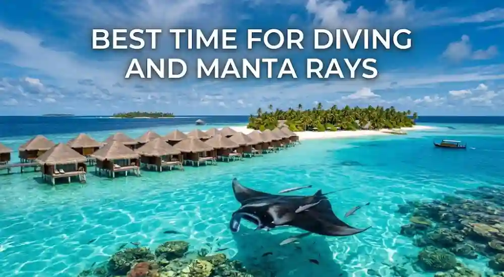 Best Time for Diving and Manta Rays