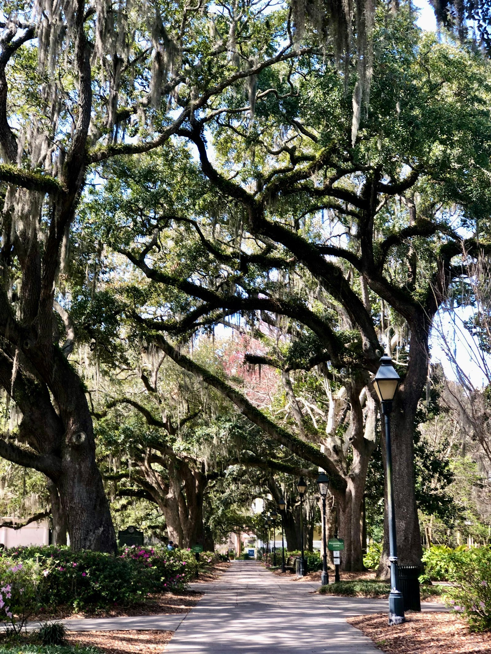 Historic street in Savannah, Georgia lined with oak trees draped in Spanish moss
