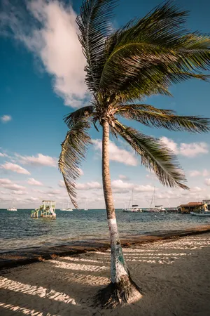 Scenic tropical beach with palm tree and clear ocean in Belize