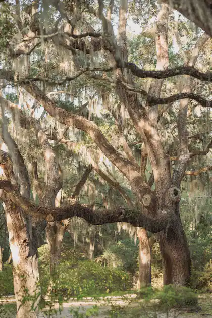 Ancient live oak trees draped with Spanish moss in Charleston, South Carolina