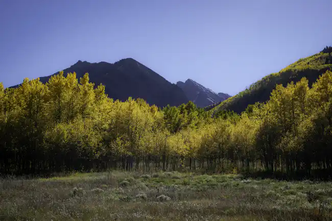 Golden aspen trees and mountains in Colorado during fall, the best time to visit for foliage
