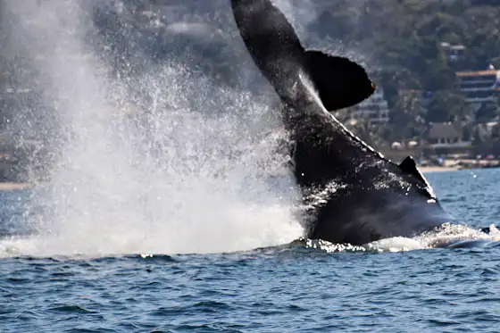 Humpback whale breaching off the coast of Cabo San Lucas