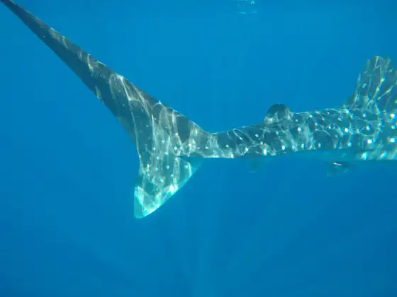 Whale shark swimming offshore near Tulum during whale shark season